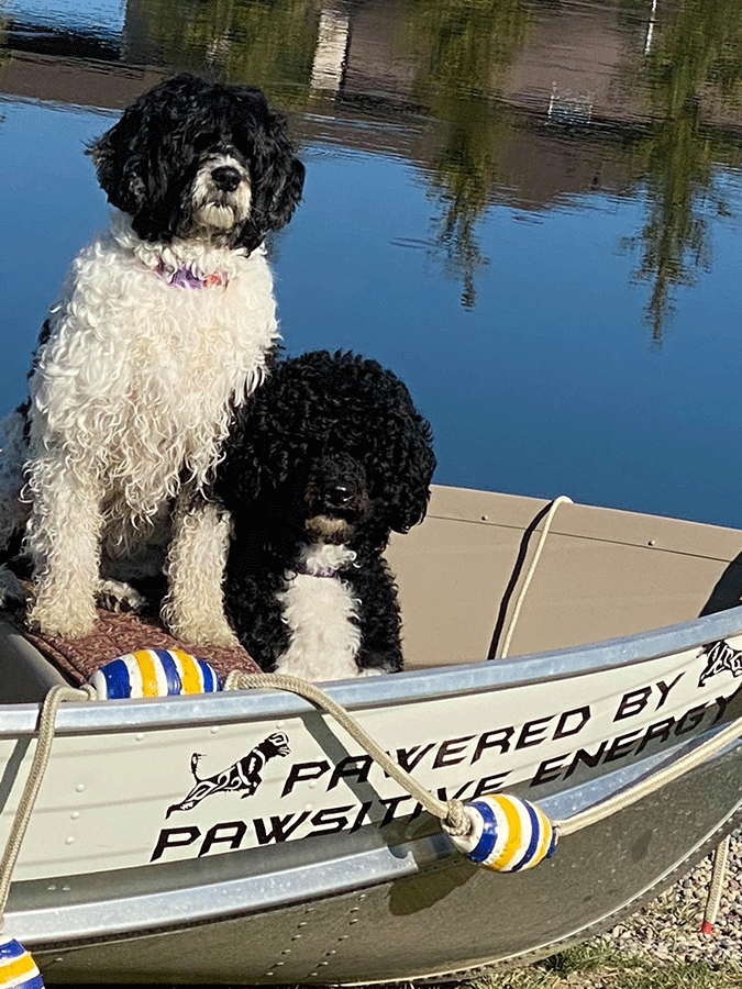Portuguese Water Dogs in boat